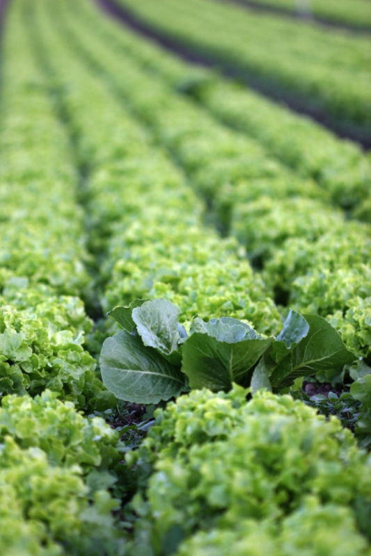 Cabbage amongst lettuces, Vessy Switzerland.jpg - Cabbage amongst lettuces, Vessy, Geneva